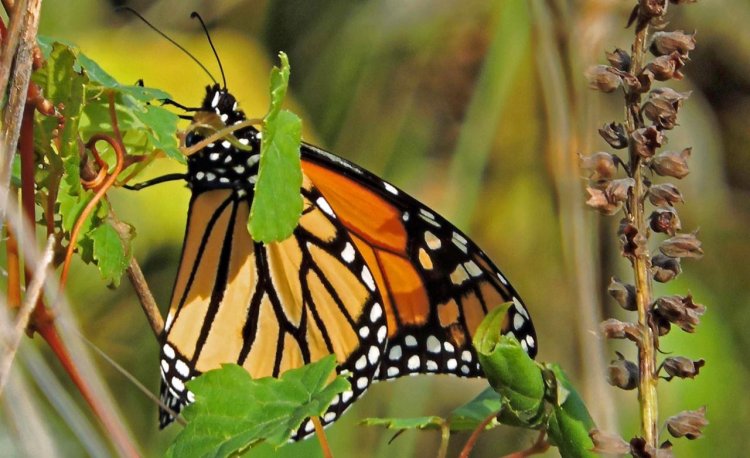Conoce a las Mariposas Monarca en su hábitat