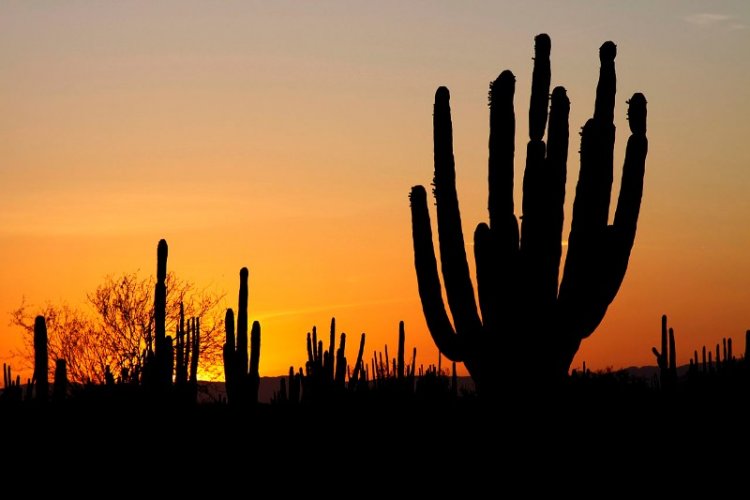 La ruta del desierto en Chihuahua: Una aventura inolvidable