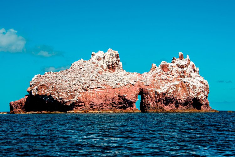 Los Islotes, casa del centinela del Mar de Cortés: el lobo marino