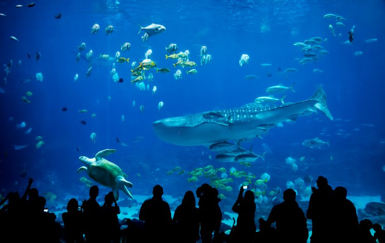 El acuario más grande de latinoamérica estará en CDMX