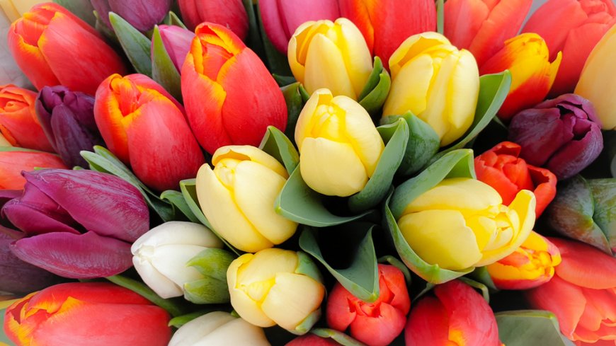 El año comienza y  con él, la temporada de tulipanes en Atlixco