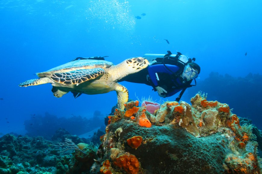 Top 3 de los arrecifes de Cozumel