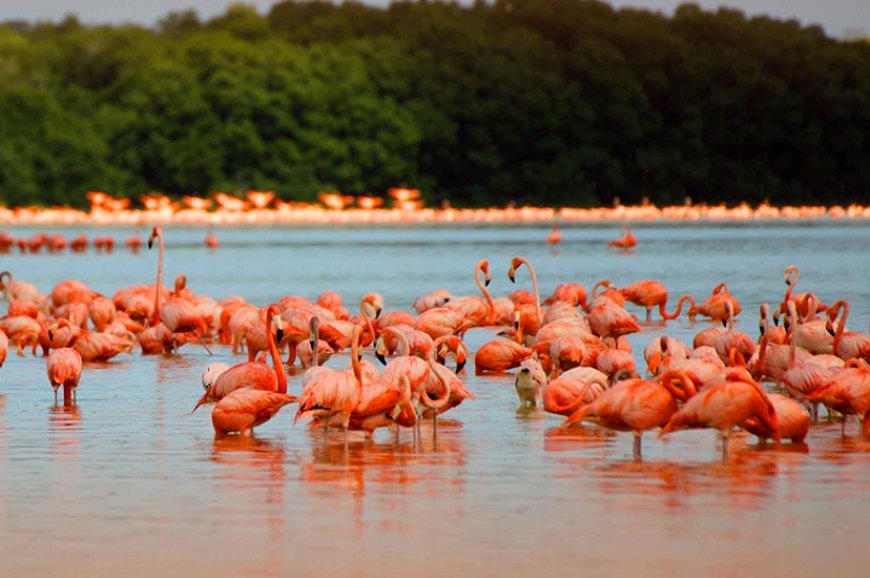 Las Coloradas