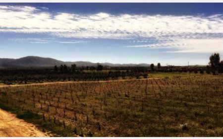 Valle de Guadalupe