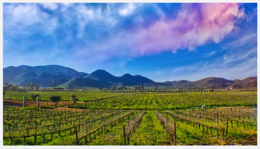 Valle de Guadalupe