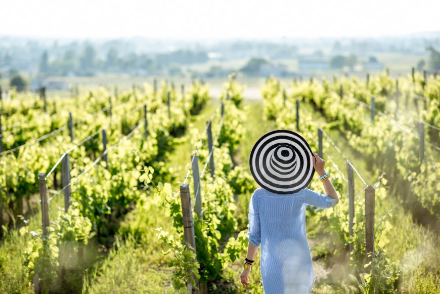 Valle de Guadalupe, Baja California: vinos y paisajes de película