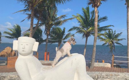 Playas pet friendly en Quintana Roo: disfruta el Caribe con tu mascota